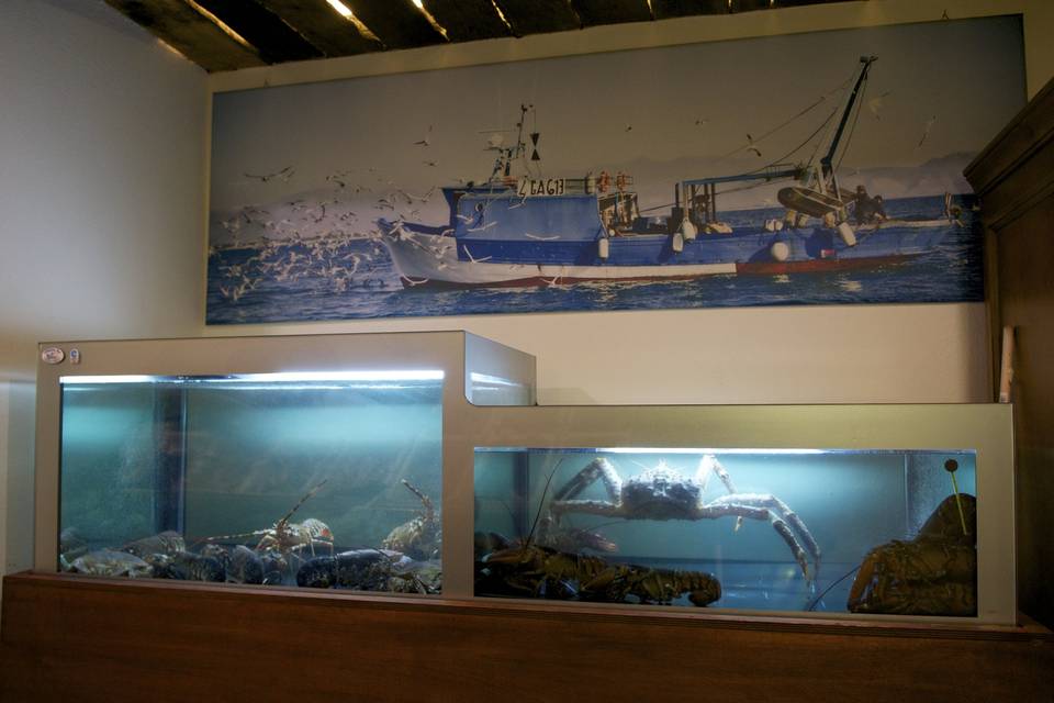 Acquario