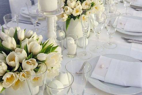 Wedding tema white tulipani