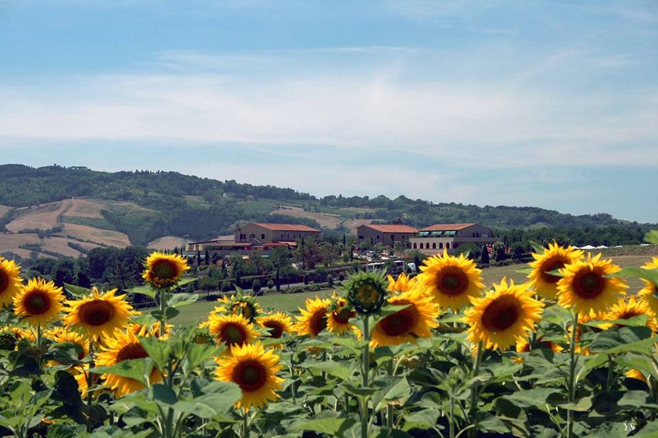 Fattoria Belvedere