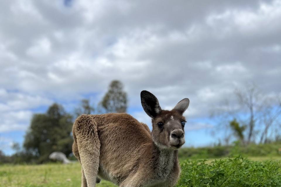 Kangaroo island