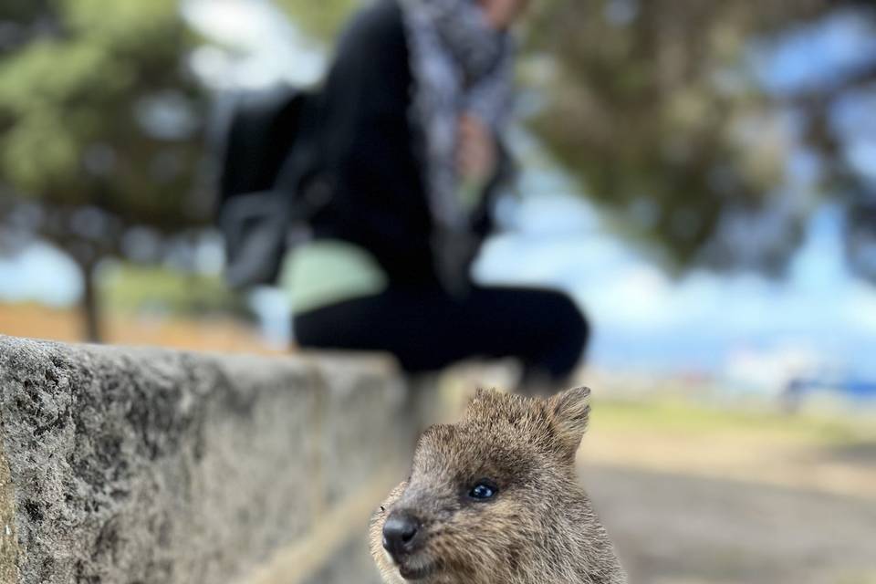 Quokka rottnest island