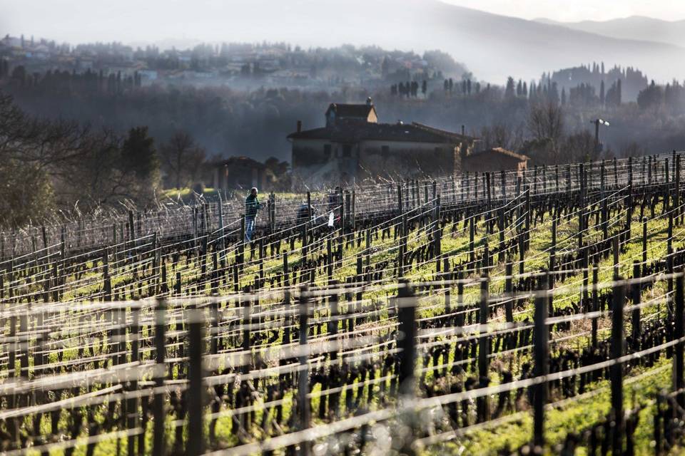 Tenuta di Ghizzano