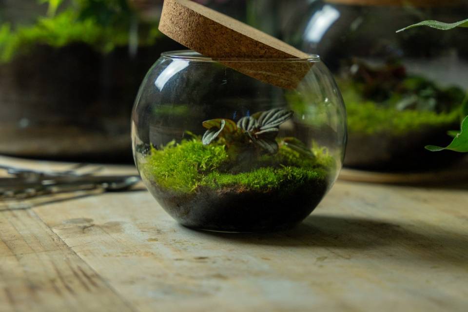 Terrarium Mini 13,5cmx12cm