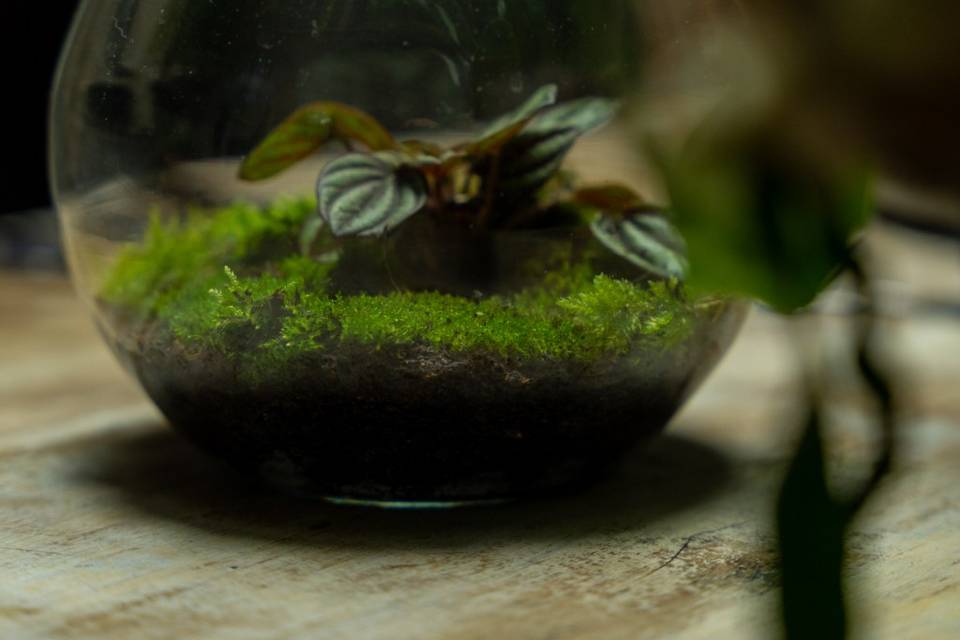 Terrarium Mini 13,5 cmx12cm