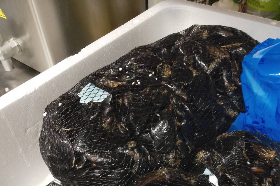 Pescato fresco