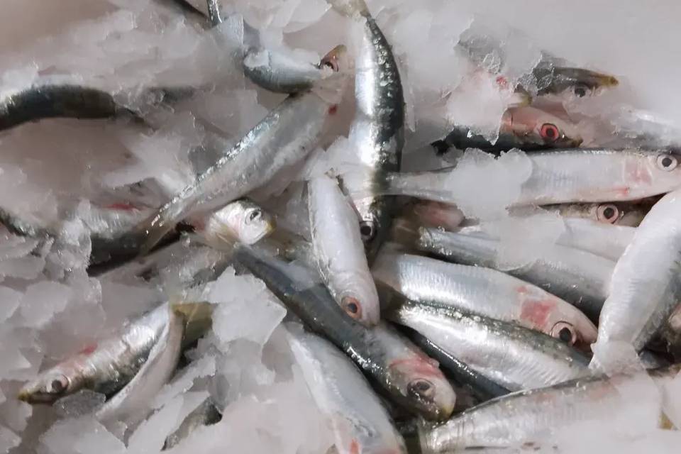 Alici