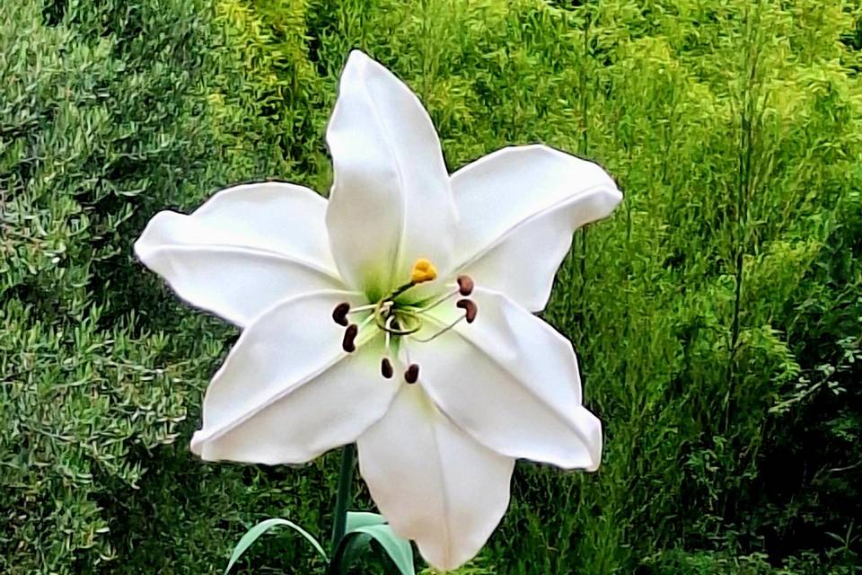 Giglio bianco