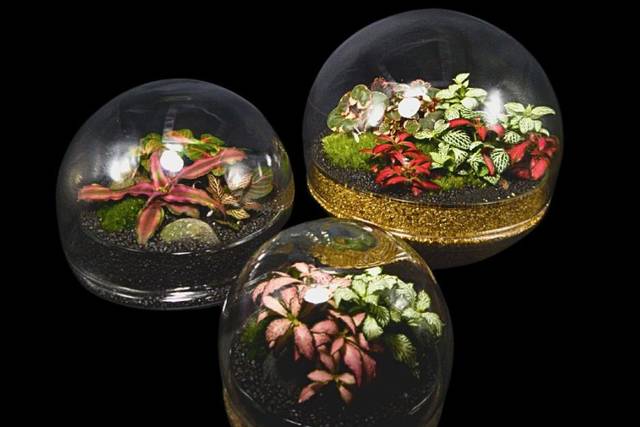 Growing Art Terrariums