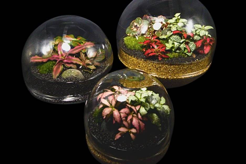 Growing Art Terrariums