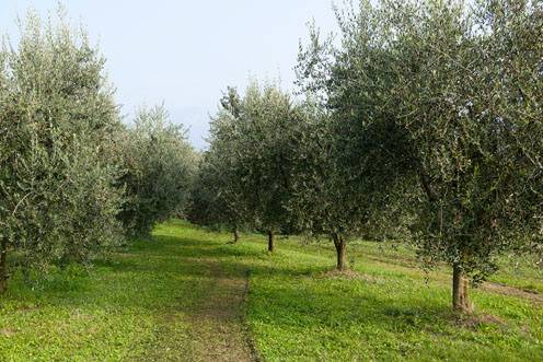 Gli Ulivi in Collina Mirabella