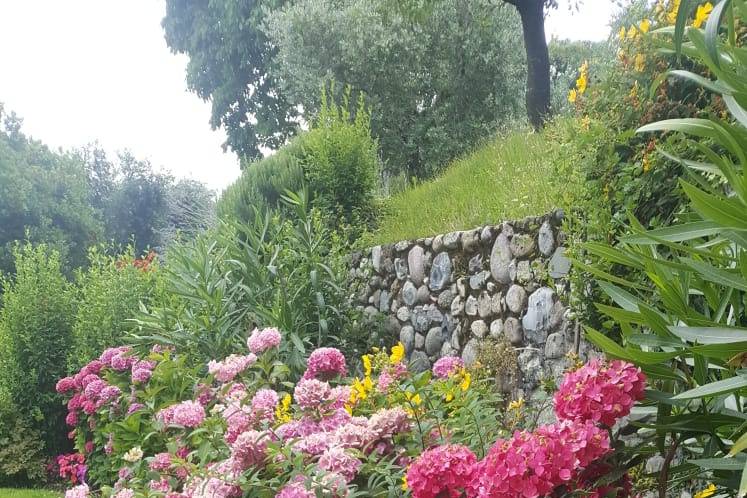 Ortensie