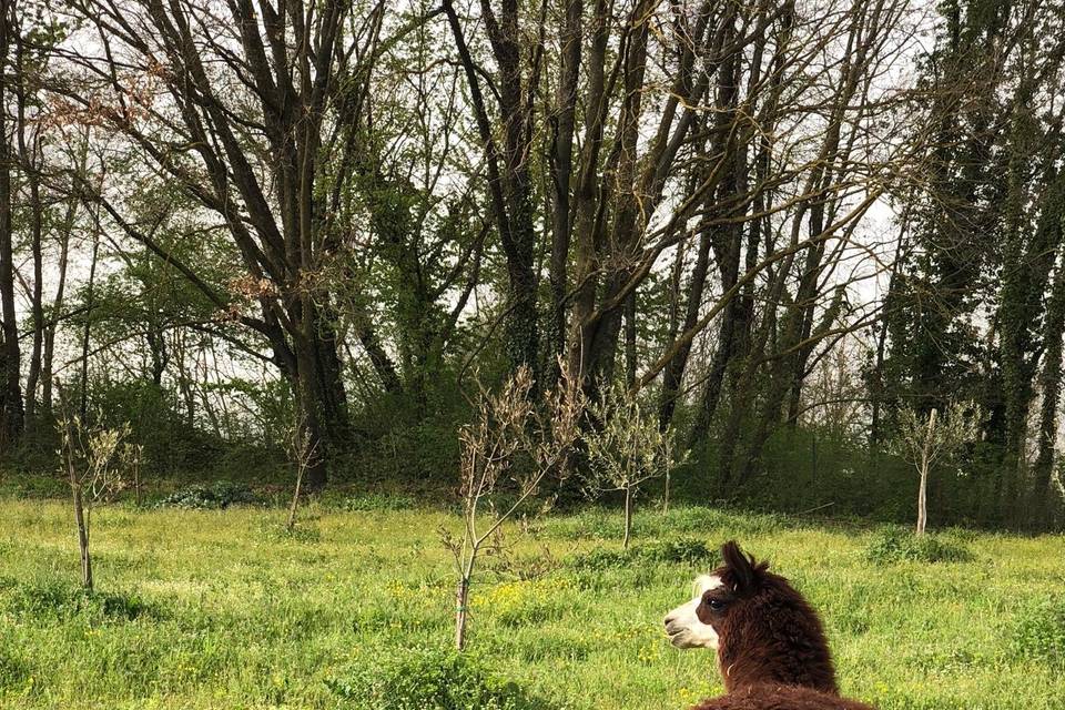 Tenuta Il Sogno