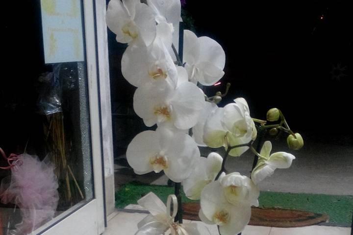 Orchidee