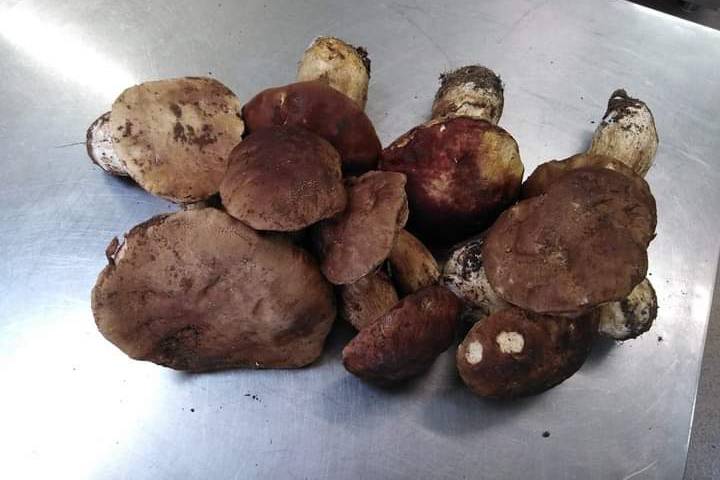 Porcini a km0