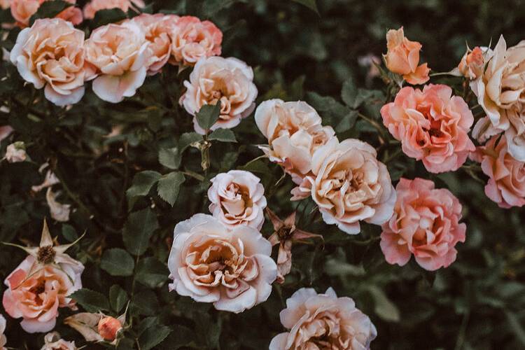 Preparazione sposa