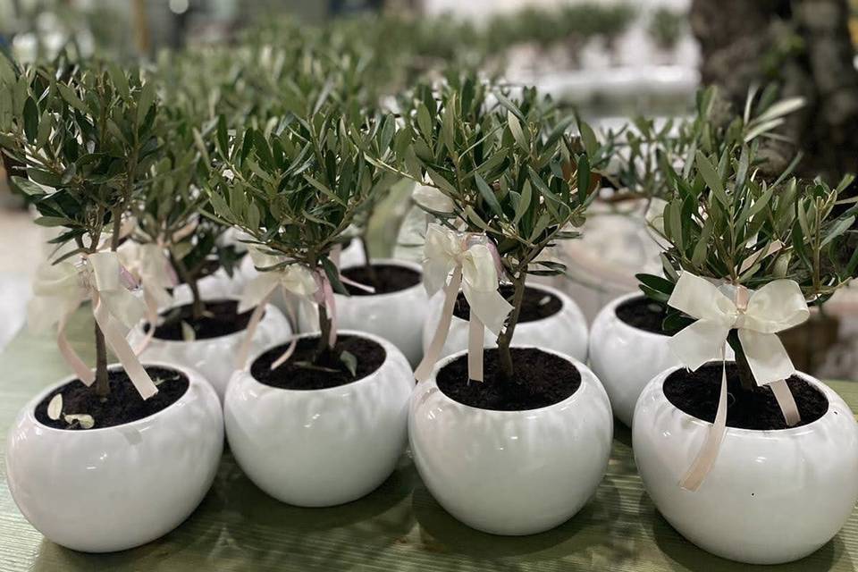 Bomboniere bonsai ulivo