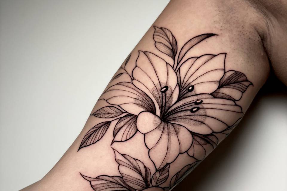 Lilium