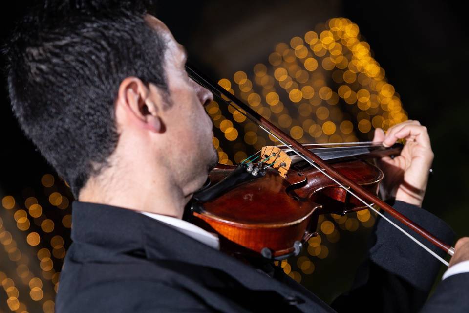 Violino