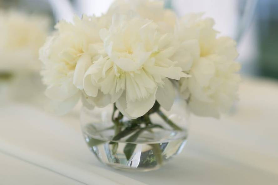 Peonie_bianche