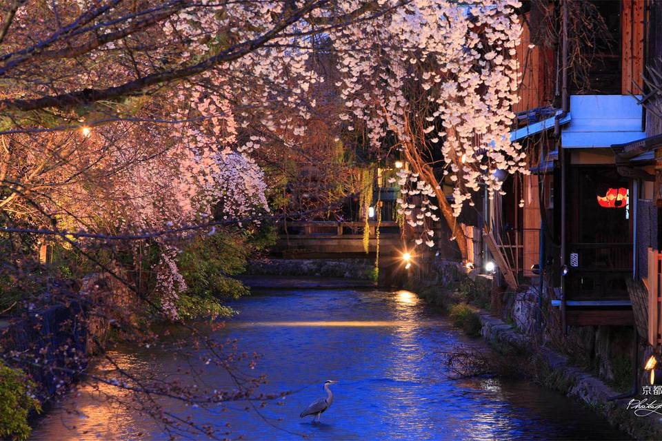 Giappone e i ciliegi in fiore