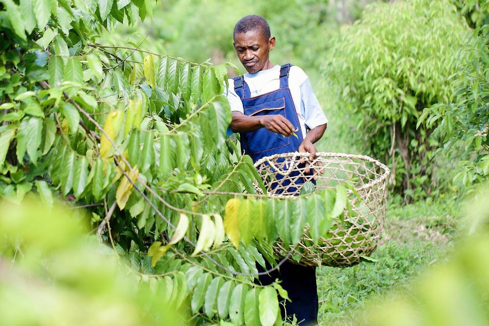 Le piantagioni in Madagascar