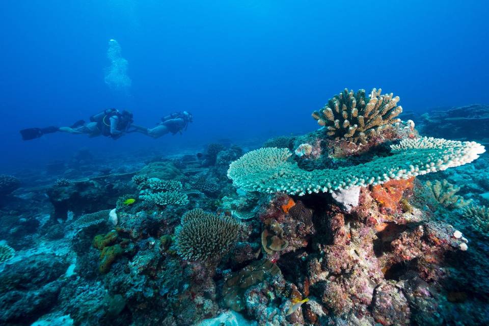 Coralli e fauna sottomarina