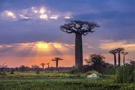 Baobab lungo il percorso