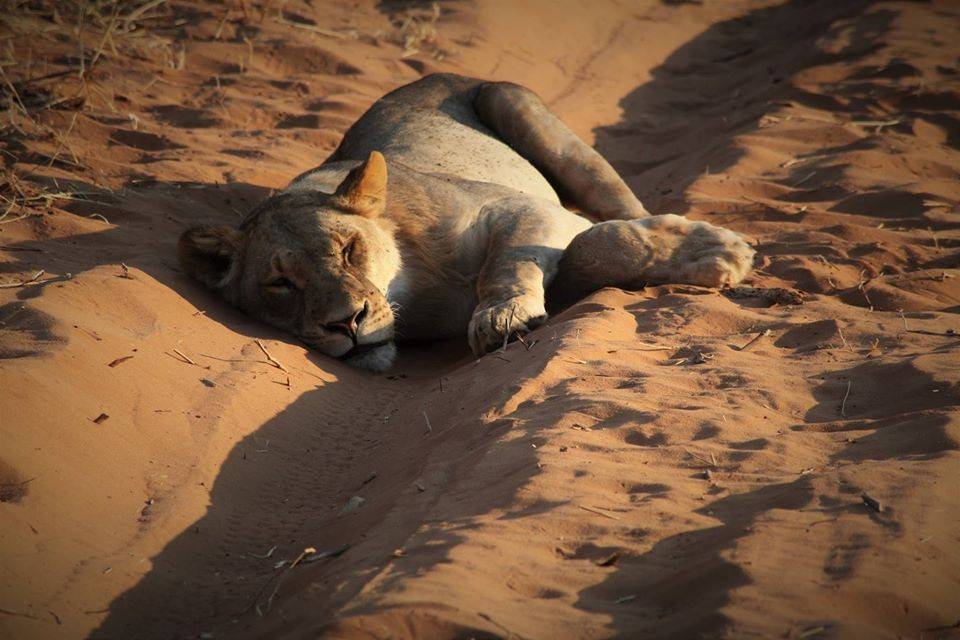 Serengeti national Park