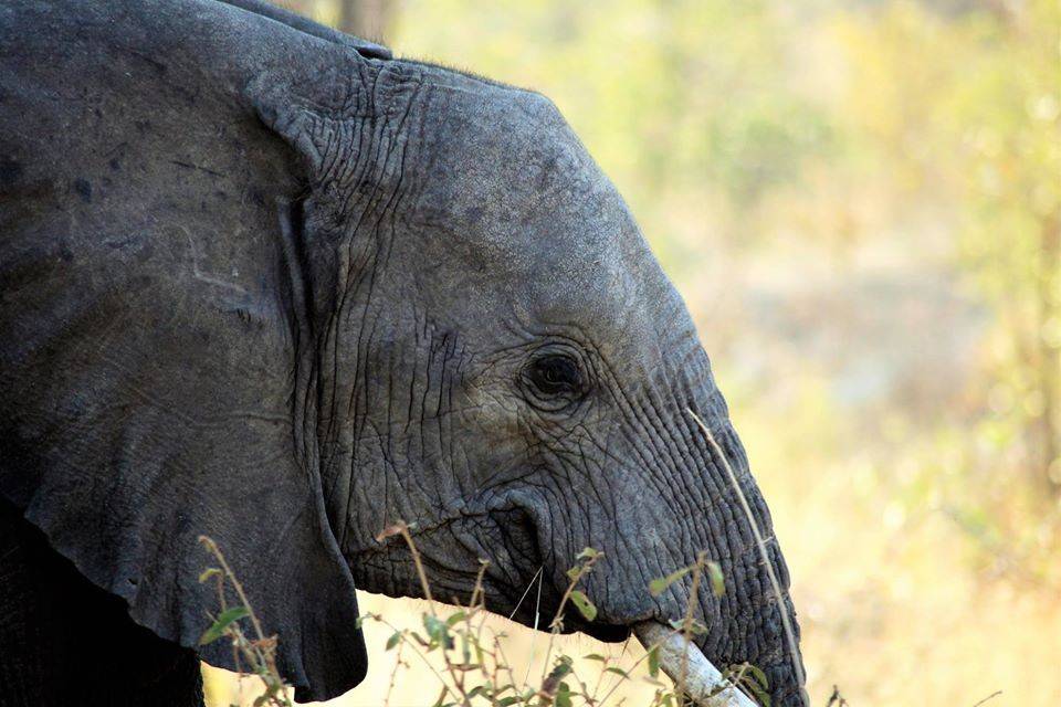 Chobe National Park