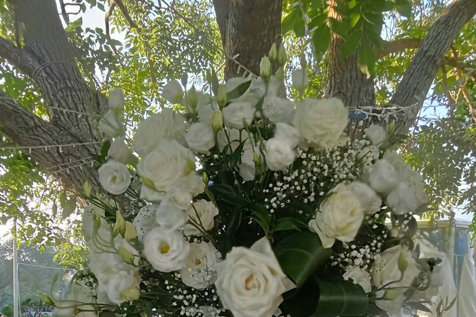 Fiori Ragusa