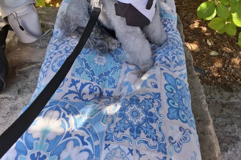 Dog wedding