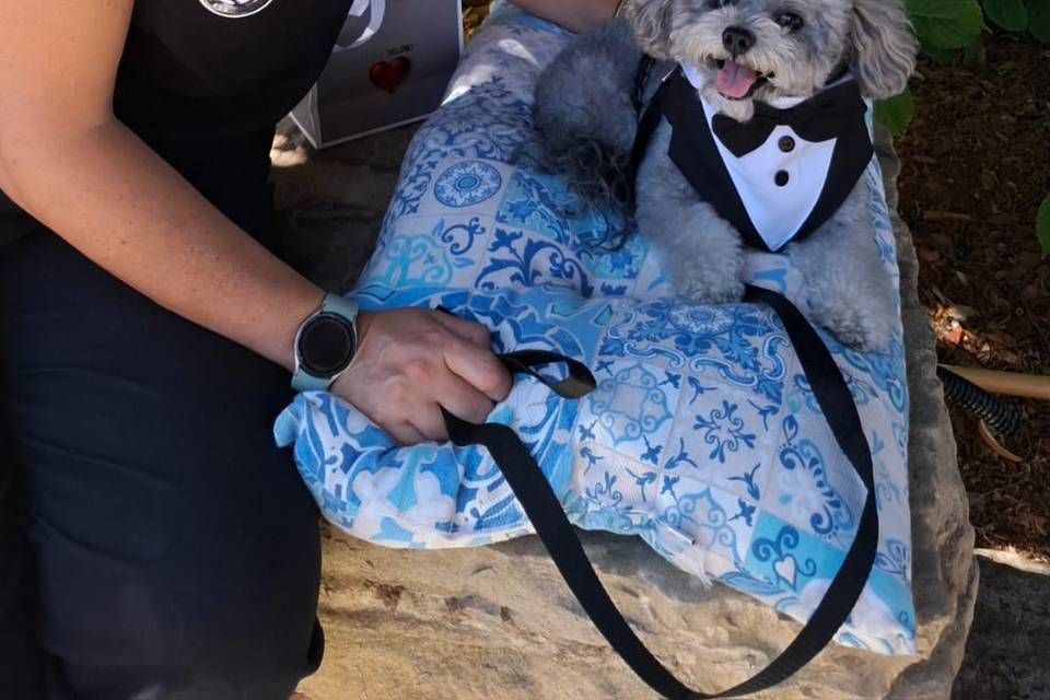Dog wedding