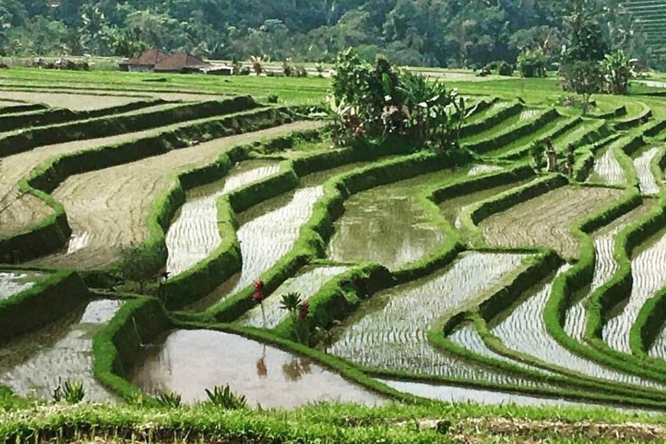 Ubud