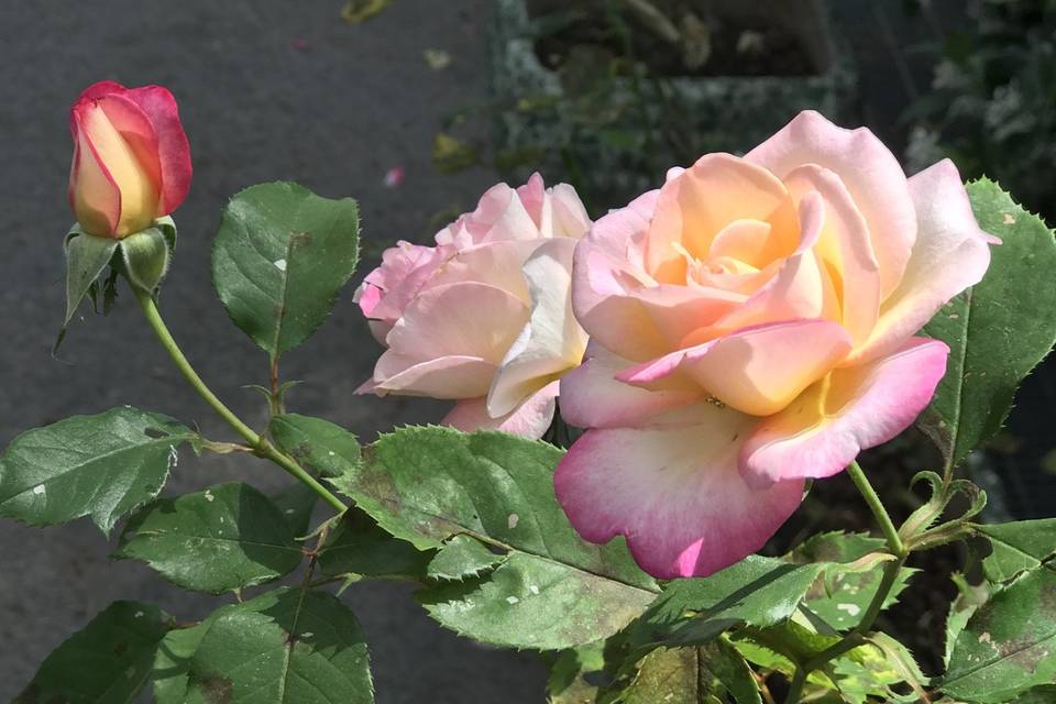 I nostri fiori