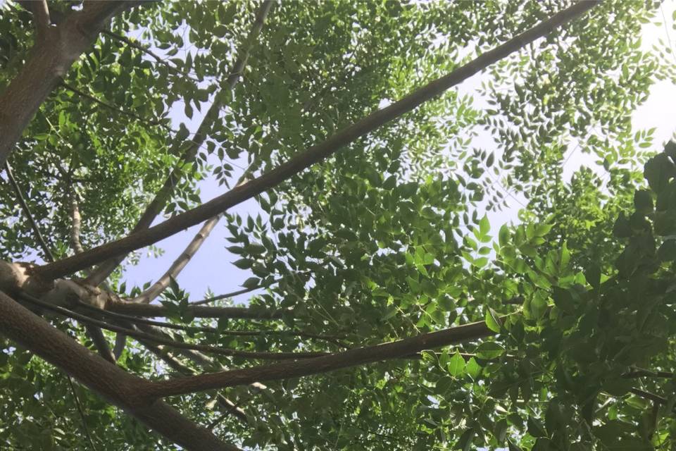 Natura