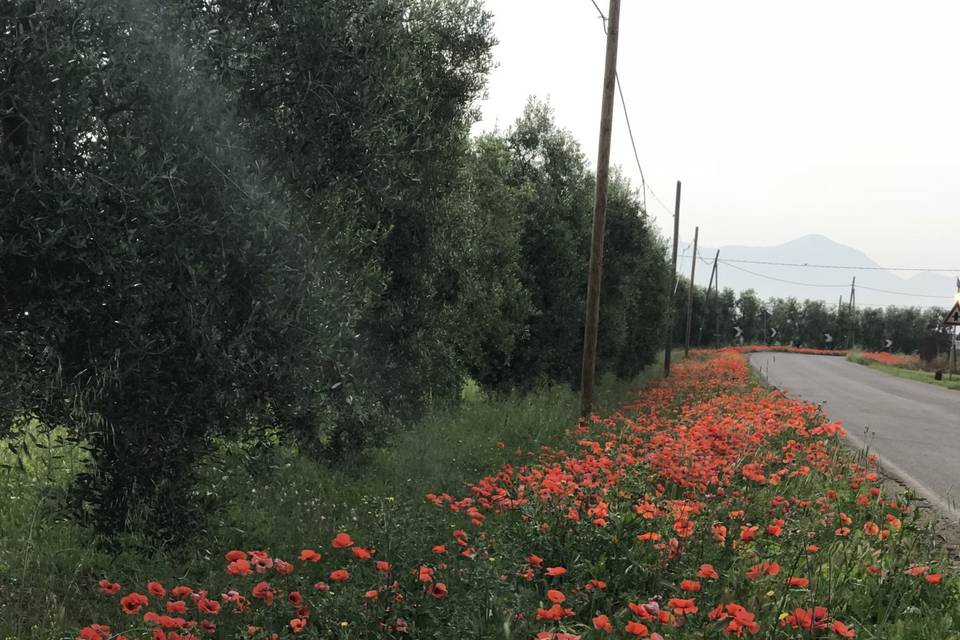 Strada due  migliare