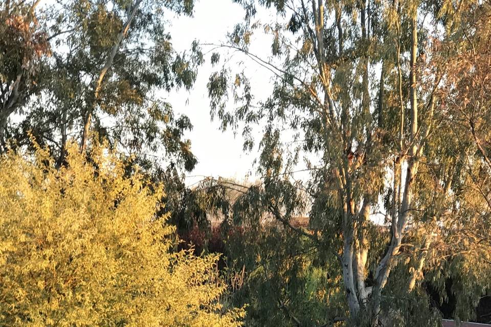 Vista