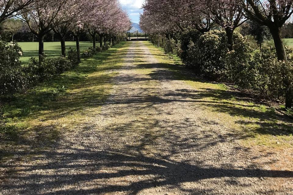 Viale