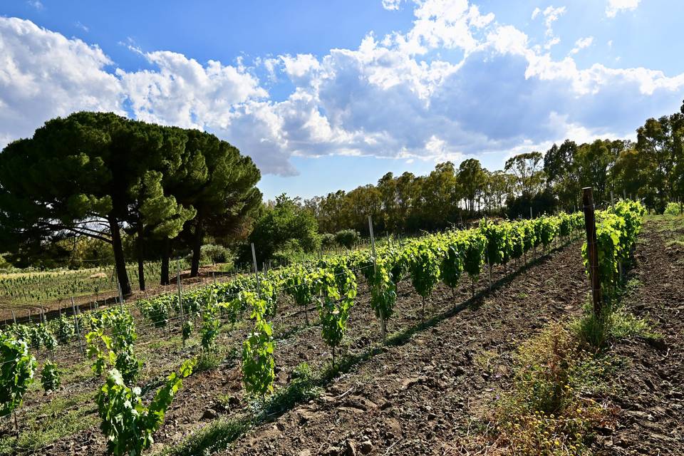 Vecchia Masseria Charme&Relax