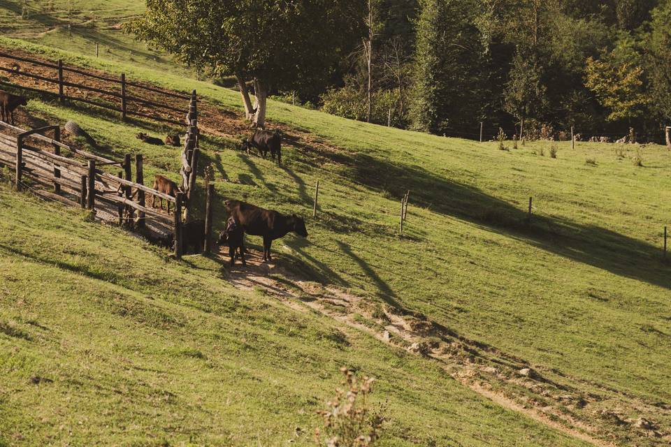 Monferrato