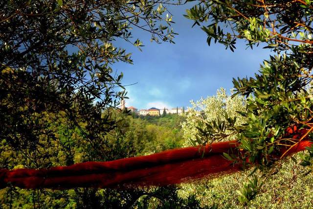 Agriturismo Il Castagneto