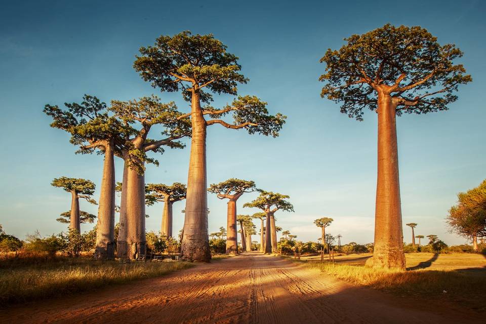 Baobab in Madagascar