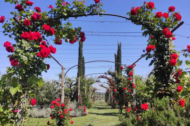 Roseto giardino Villa