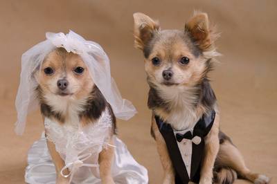 Wedding dog