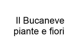 Il Bucaneve piante e fiori