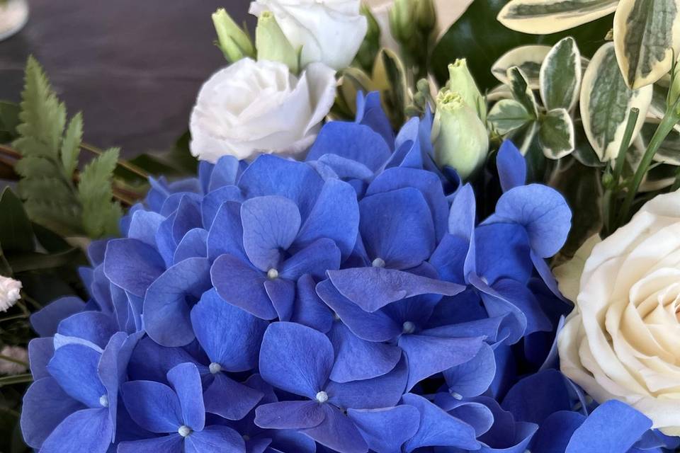 Ortensia blu