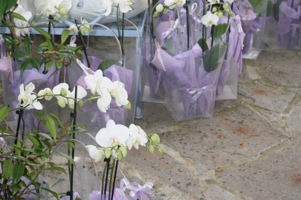 Cattlin Wedding Planner