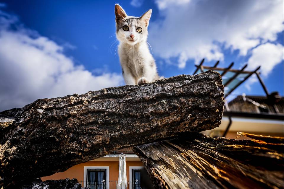 De Luzio Fotografi