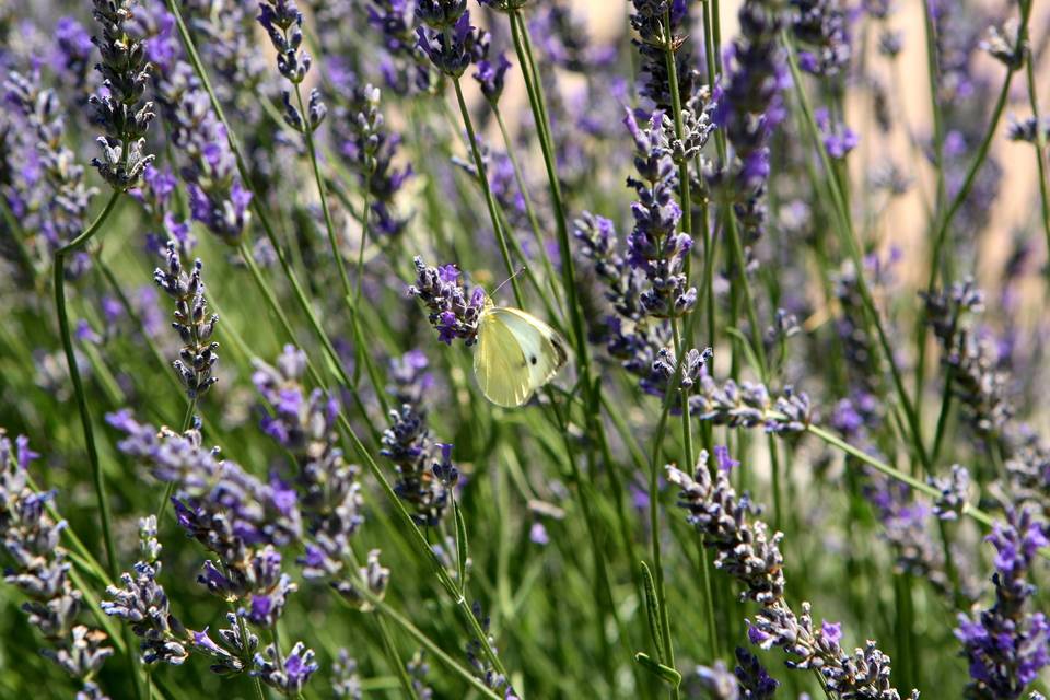 Lavanda