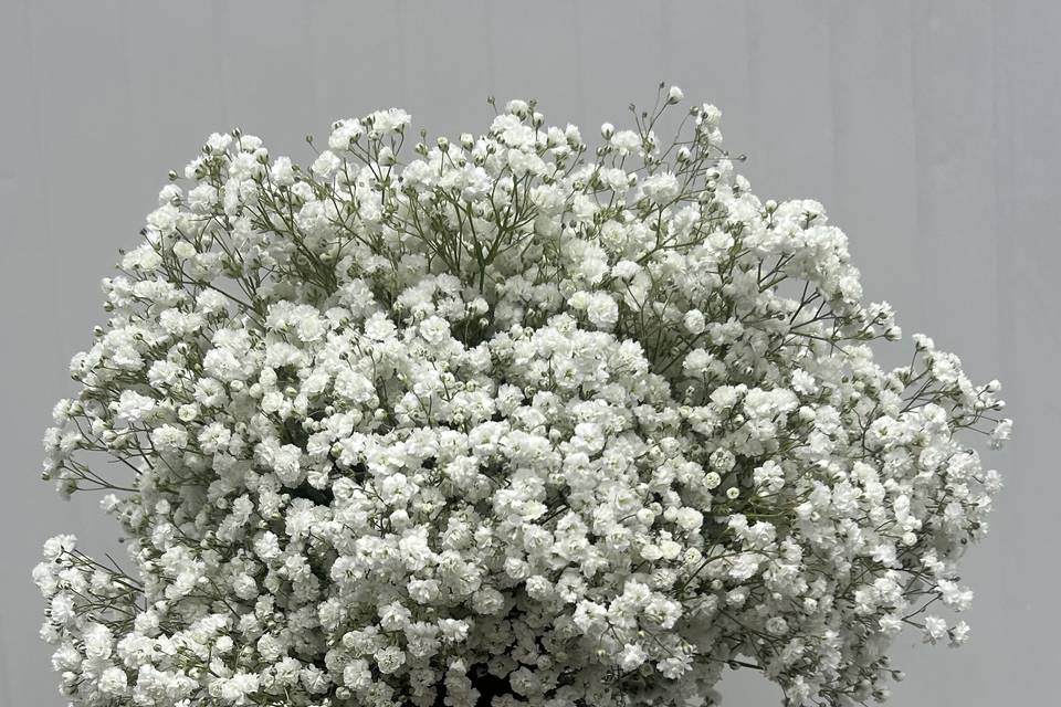 Bouquet gypsophila
